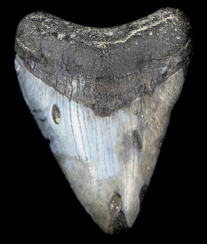 Juvenile Megalodon Tooth - Venice, Florida #36670